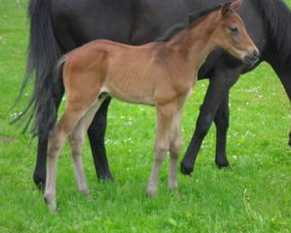 horse Schroedinger (Westphalian, 2013, from Sir Heinrich OLD)