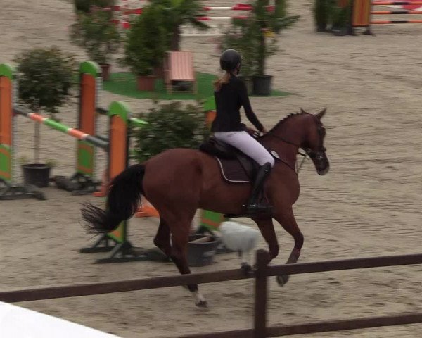 Reitturnier Westergellersen - Luhmühlen 2020