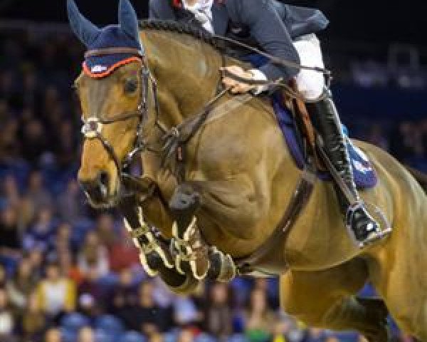 jumper VDL Groep Amelie (UK Warmblood, 1999, from Luidam)
