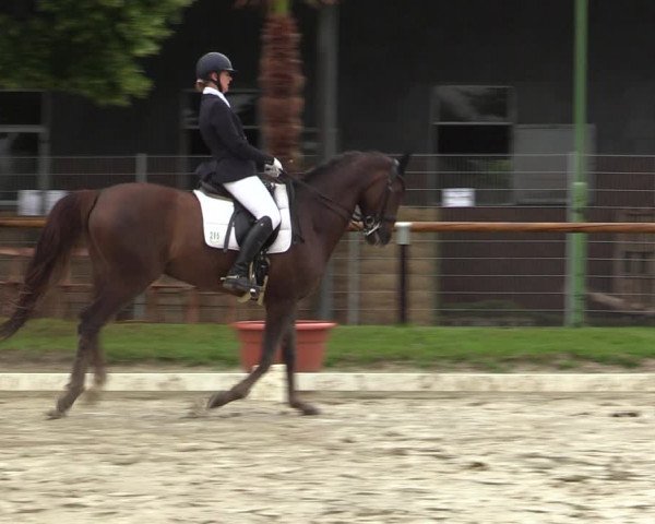 Reitturnier Halver 2020