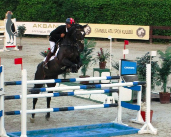 Springpferd Zaza Davino (KWPN (Niederländisches Warmblut), 2004, von Polydox) Springpferd Zaza Davino (KWPN (Niederländisches Warmblut), 2004, von Polydox)