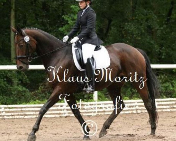 dressage horse My Lady 170 (Zweibrücken, 2006, from Motley xx)
