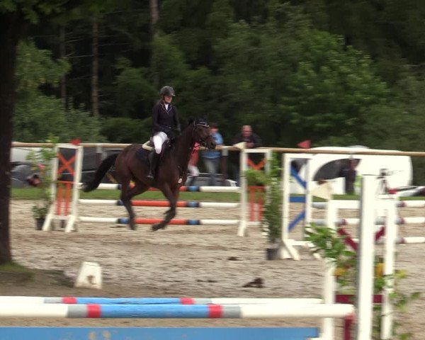 Reitturnier Halver 2020