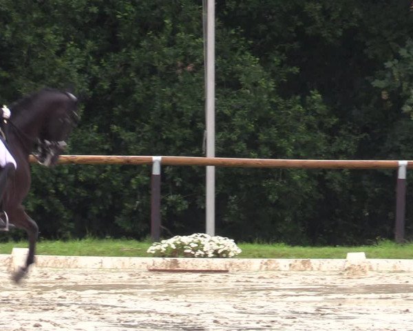 Reitturnier Halver 2020
