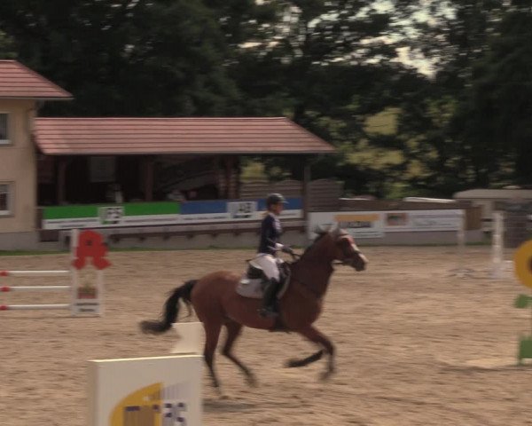 Reitturnier Lgl.-Oberhain, B95 2020