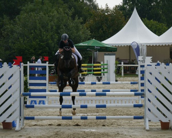 jumper Castellan D (Hanoverian, 2010, from Conteur)