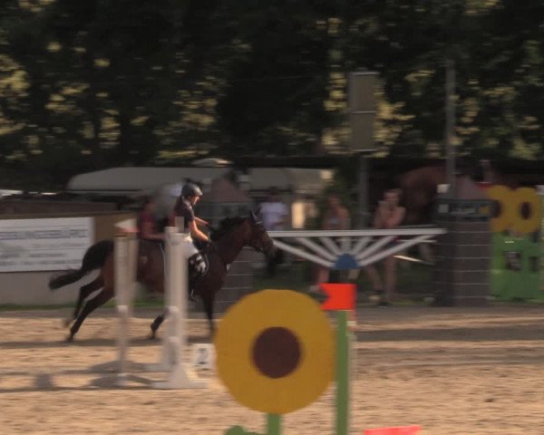 Reitturnier Lgl.-Oberhain, B95 2020
