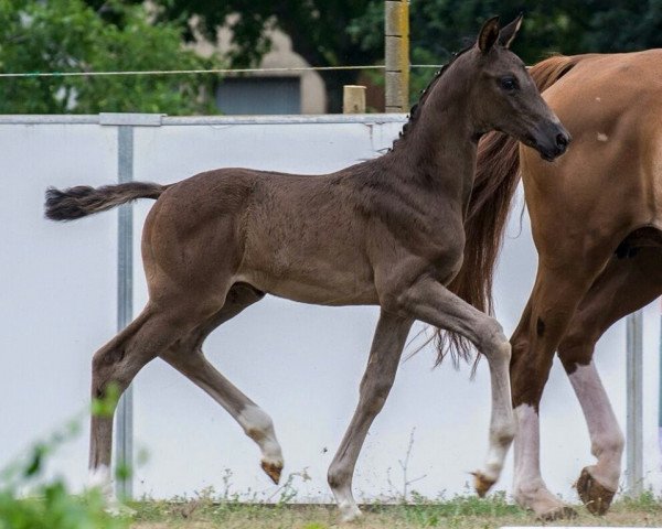 horse Fiyero W (German Sport Horse, 2015, from Fürst Wilhelm)