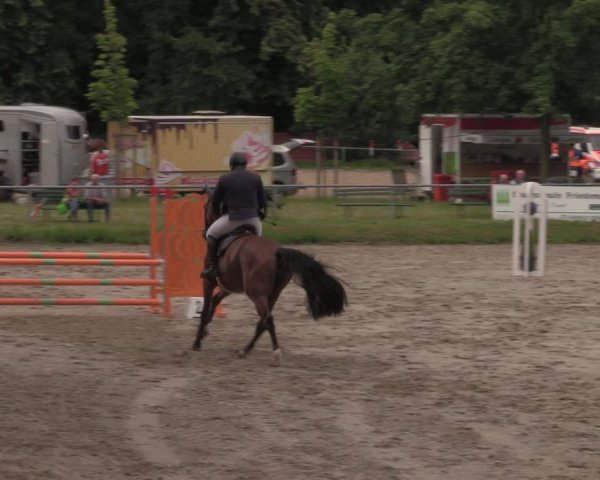 Reitturnier Lgl.-Oberhain, B95 2020