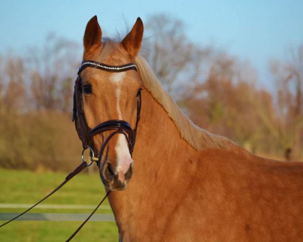 horse Mephisto (German Warmblood, 2011, from Magic Memphis)