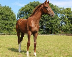 dressage horse Dafinya 3 (Hanoverian, 2014, from Dancier)