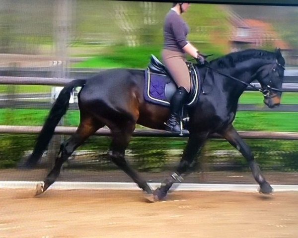 dressage horse Der Doktor 2 (Hanoverian, 2009, from Dr Doolittle 45)