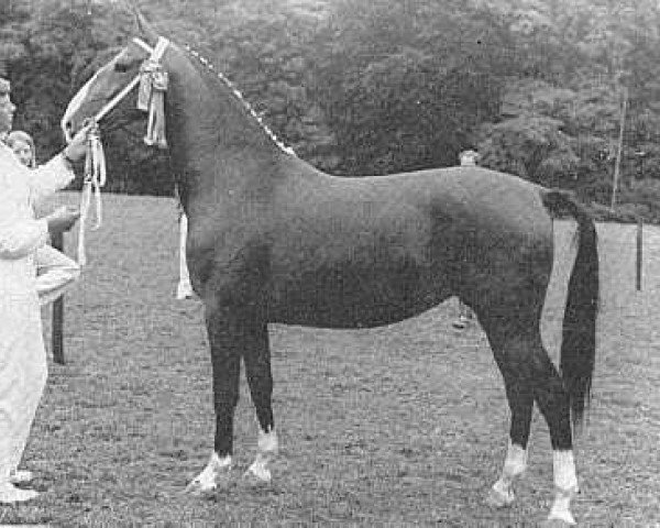 broodmare Larda (KWPN (Royal Dutch Sporthorse), 1970, from Gloriant)