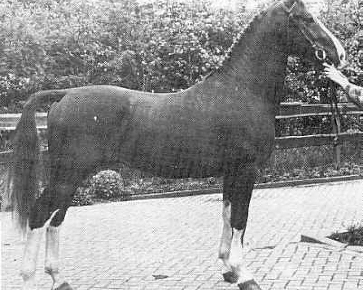 stallion Statuur (KWPN (Royal Dutch Sporthorse), 1976, from Indiaan)