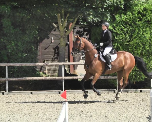 Reitturnier Worms-Pfeddersheim / Reitsportanlage Wittemer 2020