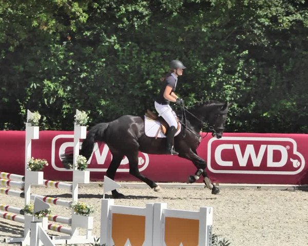 Reitturnier Worms-Pfeddersheim / Reitsportanlage Wittemer 2020