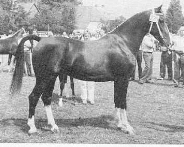 horse Arolina (KWPN (Royal Dutch Sporthorse), 1982, from Indiaan)