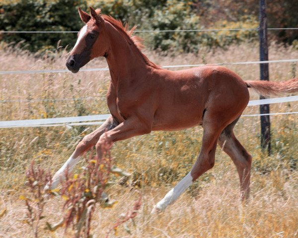 horse First Edition V (Rhinelander, 2021, from First Deal)