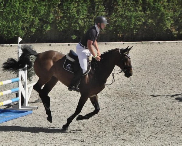 Reitturnier Worms-Pfeddersheim / Reitsportanlage Wittemer 2020