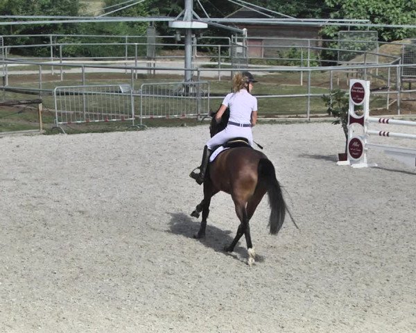 Reitturnier Worms-Pfeddersheim / Reitsportanlage Wittemer 2020