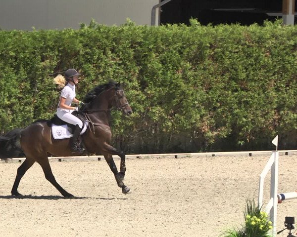 Reitturnier Worms-Pfeddersheim / Reitsportanlage Wittemer 2020