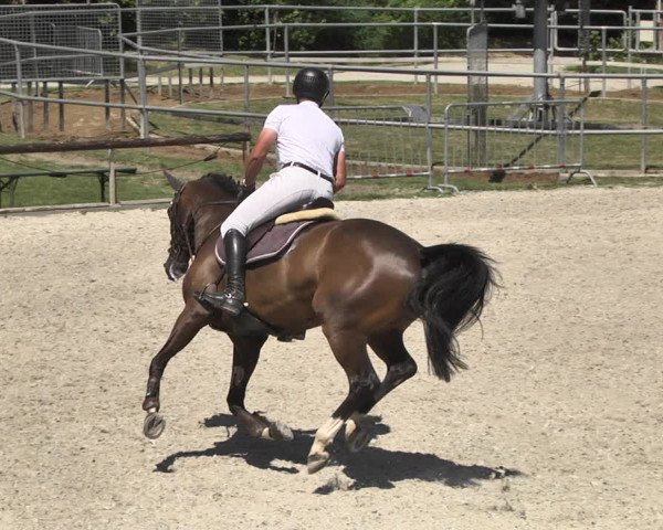 Reitturnier Worms-Pfeddersheim / Reitsportanlage Wittemer 2020