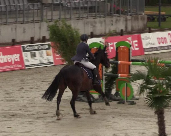 Reitturnier Westergellersen - Luhmühlen 2020
