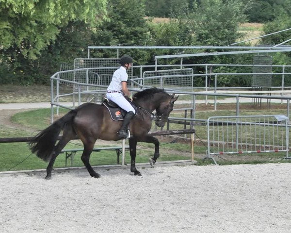 Reitturnier Worms-Pfeddersheim / Reitsportanlage Wittemer 2020