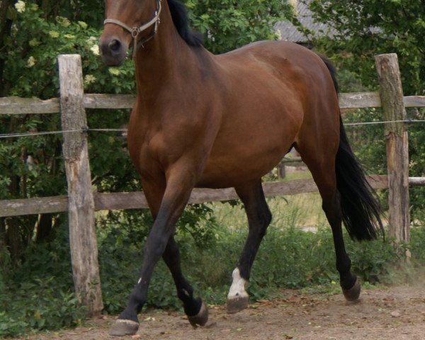 broodmare Hermine v. Oranien (Trakehner, 1999, from Schönglanz)