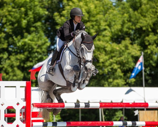 jumper Calato's Charles (Holsteiner, 2006, from Calato)