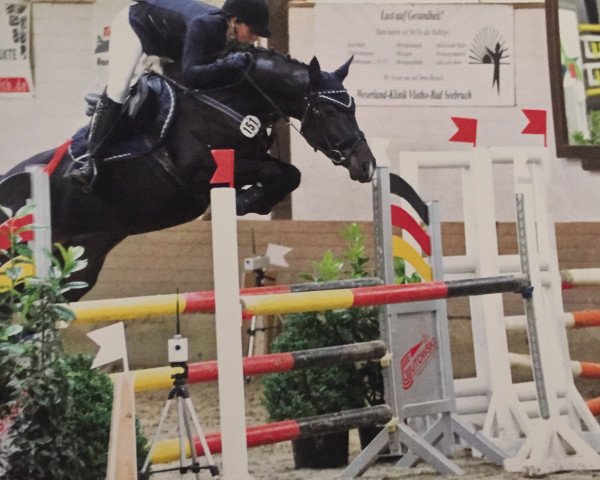 Springpferd Cassina Quinar (Holsteiner, 2010, von Cancara)