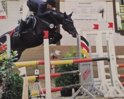jumper Cassina Quinar (Holsteiner, 2010, from Cancara)