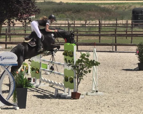 Reitturnier Worms-Pfeddersheim / Reitsportanlage Wittemer 2020