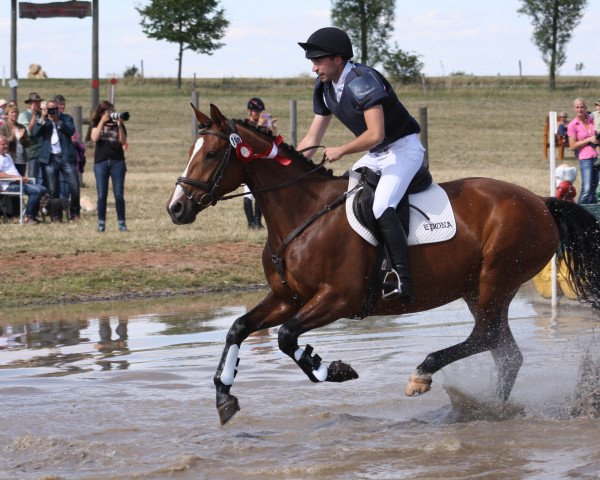 broodmare Palmara (German Sport Horse, 2011, from Palmares)