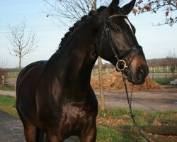 dressage horse Four White Socks 2 (Westphalian, 2009, from Flatley 2)