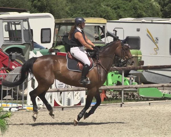 Reitturnier Worms-Pfeddersheim / Reitsportanlage Wittemer 2020