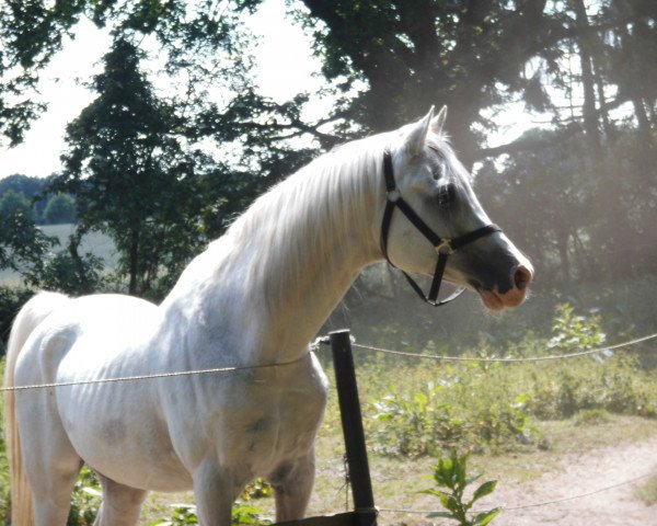 stallion Laon El Mokari ox (Arabian purebred, 1989, from El Mokari ox)