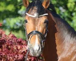 dressage horse Petit Comme Ca Va (German Riding Pony, 2012, from Comme Ci Comme Ca 6)