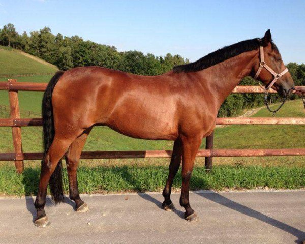 horse Lady Celine (Rhinelander, 2004, from Lord Loxley I)
