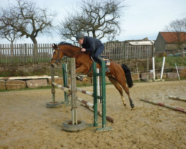 Pferd Lotta (Westfale, 2011, von Lohengrin T)