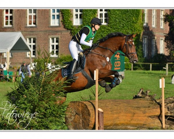 broodmare Classic Queen (German Sport Horse, 2007, from Cassius Clay)