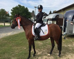 broodmare Cleo San (German Riding Pony, 2005, from Halifax)