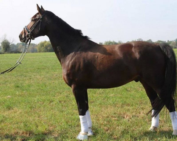 horse Dorino Z (Sachse, 2005, from Doc Martens)