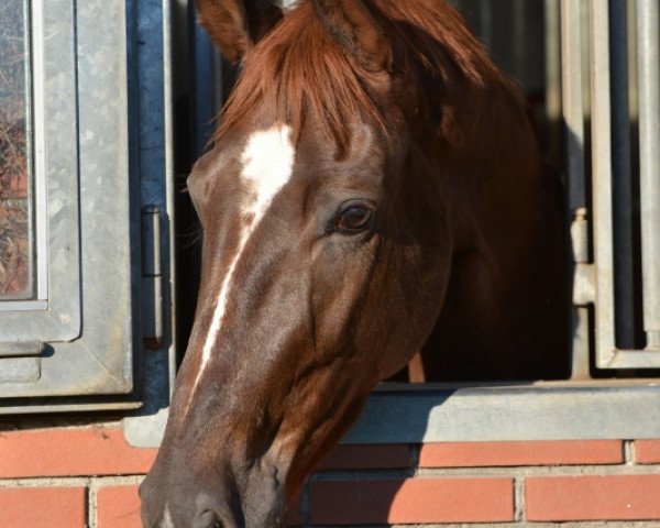 Pferd Devido (Oldenburger, 2011, von Don Romantic) Pferd Devido (Oldenburger, 2011, von Don Romantic)