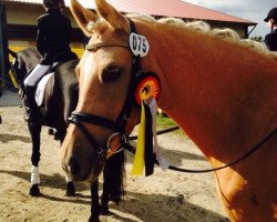 Zuchtstute Golden Lightning 3 (Deutsches Reitpony, 2005, von Gentleman)