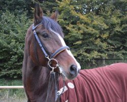 horse Gipetto 8 (Hanoverian, 2001, from Gullit)
