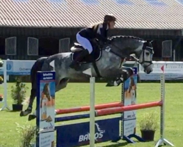 Springpferd Lotto King Karl P.d (Holsteiner, 2009, von Lasino)