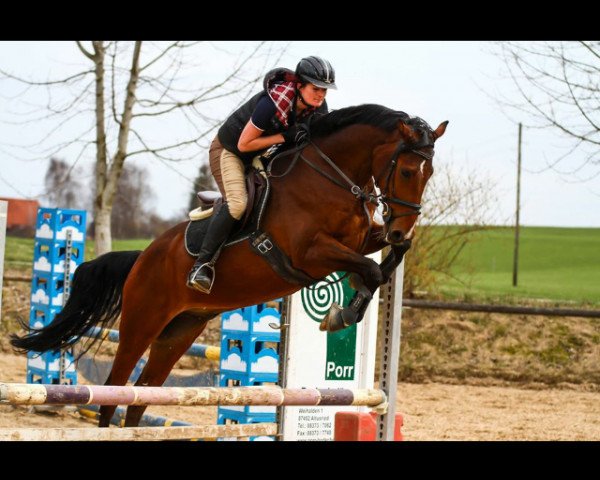 jumper Sam (Bavarian, 1999, from Landioso)