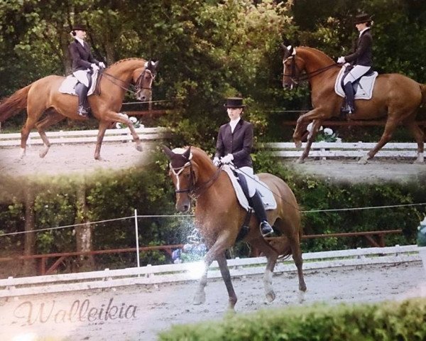 dressage horse Walleikia (Hanoverian, 2000, from Wolkenstein II)