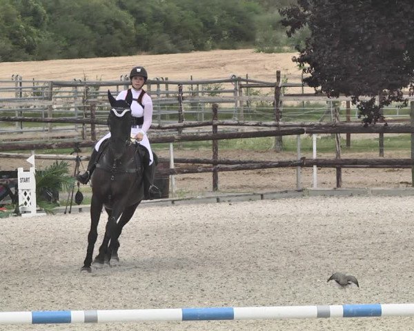 Reitturnier Worms-Pfeddersheim / Reitsportanlage Wittemer 2020